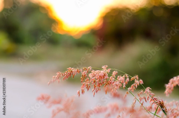 Fototapeta grass at sunset