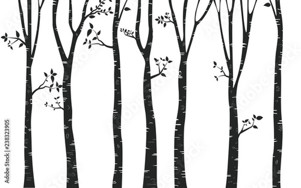 Fototapeta Silhouette  Tree Birch Background