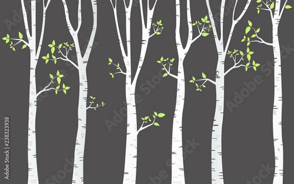 Fototapeta  Tree Birch Background