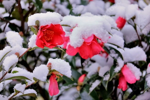 Fototapeta 雪と山茶花