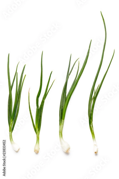Obraz green onions on white background
