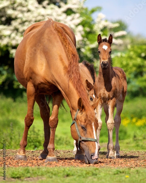 Fototapeta Mayor and Colts