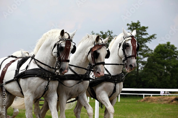 Obraz Horse drawn carriage