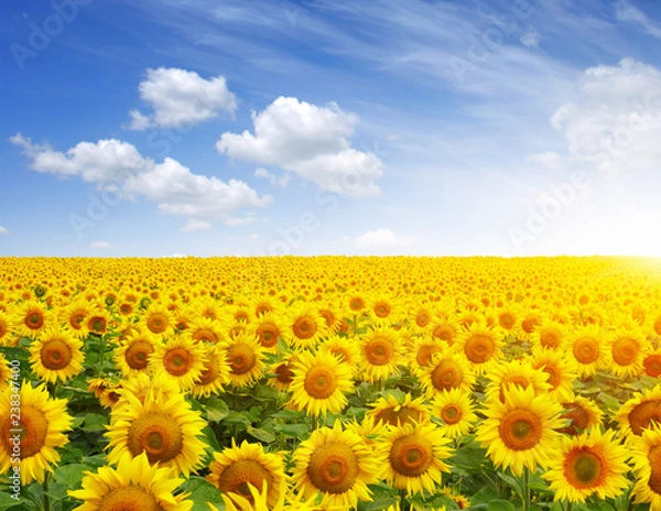 Obraz field of sunflowers