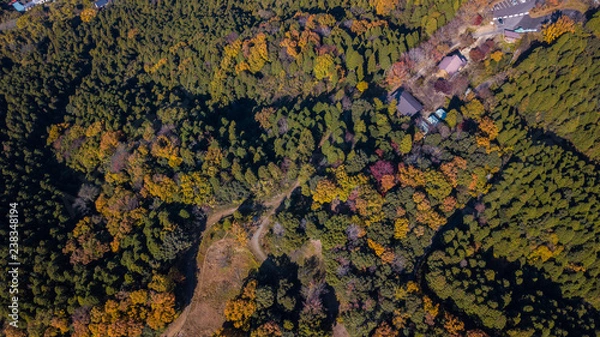 Obraz 紅葉をドローン撮影