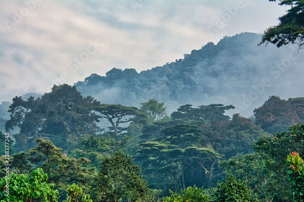 Obraz Rainforest canopy with morning mist in Bwindi Impenetrable National Park