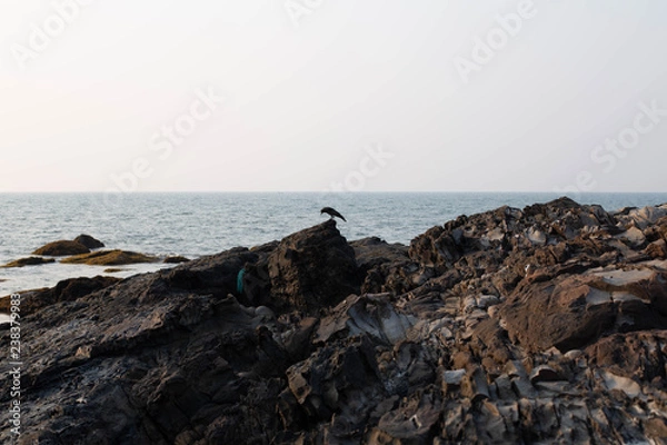 Fototapeta Lonely bird