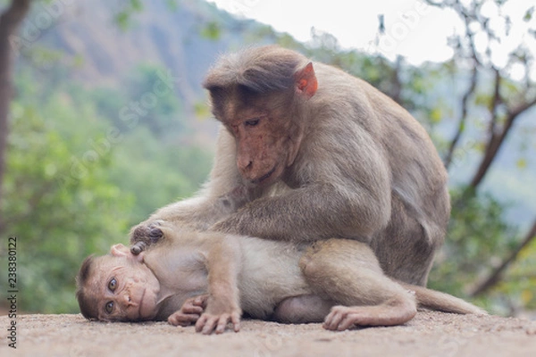 Fototapeta Monkey mom