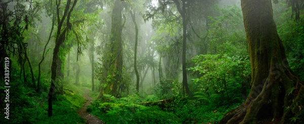 Fototapeta Deep Tropical Jungles w Azji Południowo -Wschodniej w sierpniu