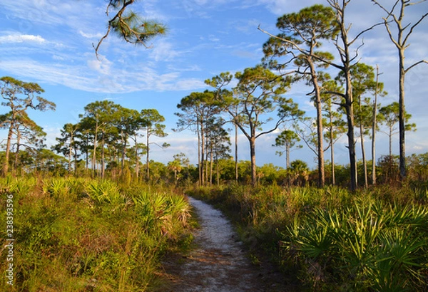 Obraz Krajobraz Everglades