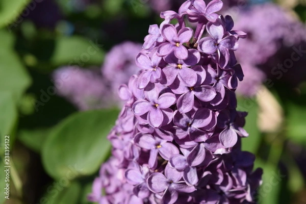 Obraz lilac bouquet