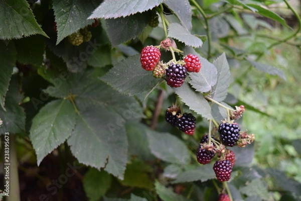 Obraz wild blackberry