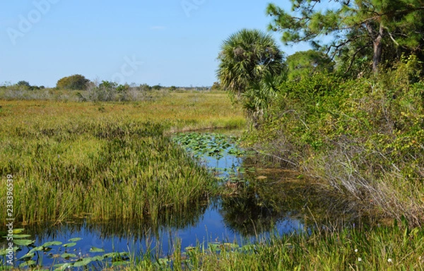 Obraz Everglades