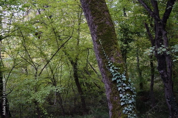 Obraz Yalta, Massandra.