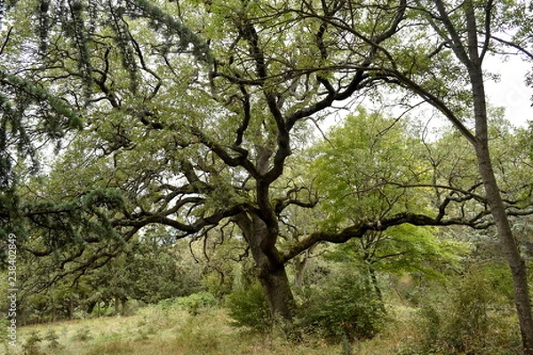 Obraz Yalta, Massandra.
