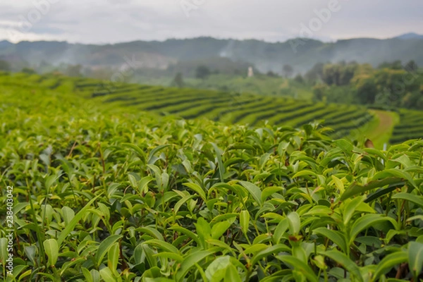 Fototapeta Close up, green tea leaves at the top of the tea tree in a green tea plantation are rows near the mountains for a natural background.