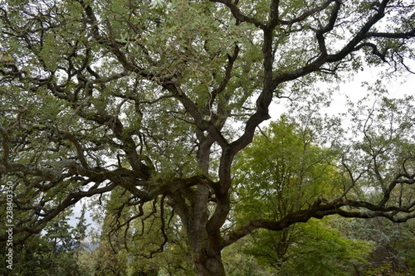 Obraz Yalta, Massandra.