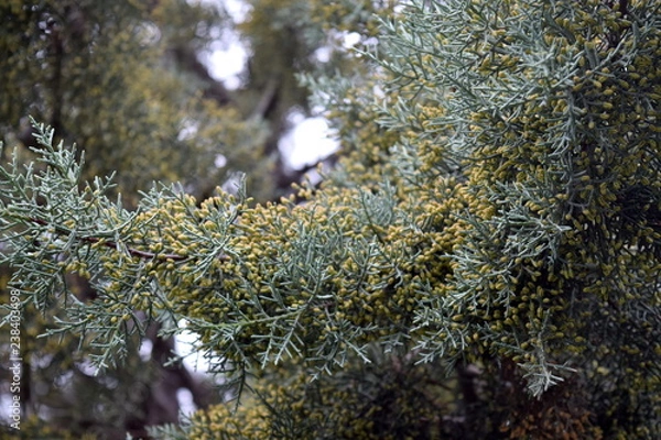 Obraz Yalta, Massandra