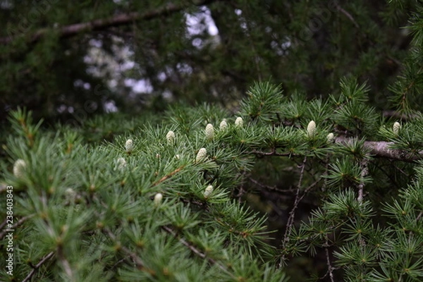 Obraz Yalta, Massandra.