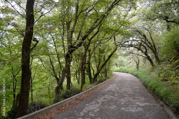 Obraz Yalta, Massandra.