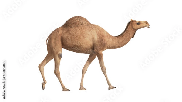 Obraz 3d render camel walking on white background