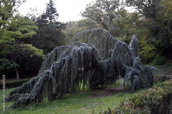 Obraz Yalta, Massandra