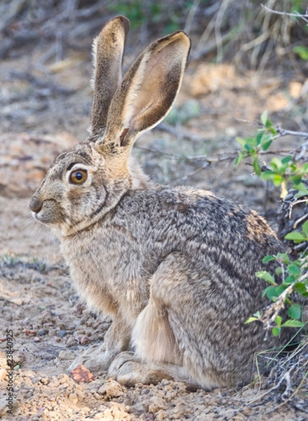 Fototapeta Desert Hare