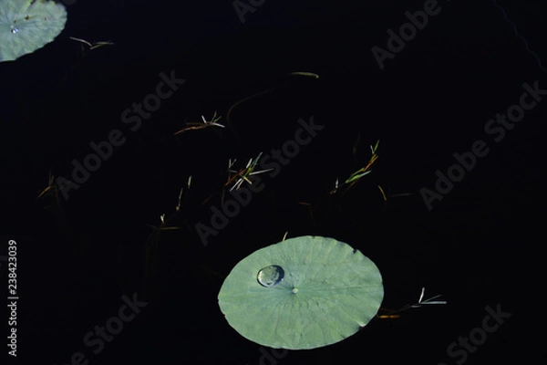 Fototapeta Lilly Pad