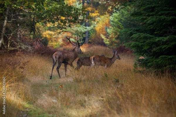 Obraz Deer in the dawn 2