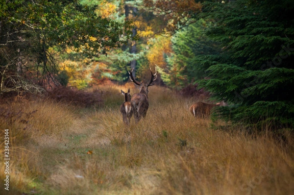 Obraz Deer in the dawn 3