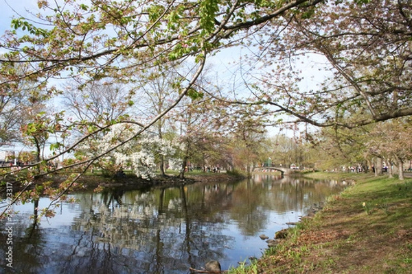 Fototapeta Under the Trees