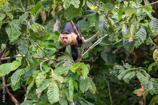 Obraz Cebus Capucinus Capucinus -  White-headed capuchin