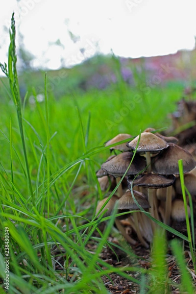 Fototapeta Mushrooms