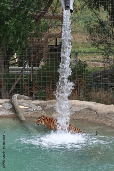 Fototapeta Tiger under waterfall