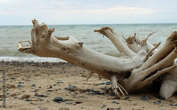 Fototapeta Drift wood