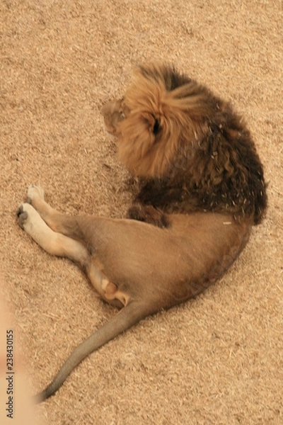 Fototapeta Lion