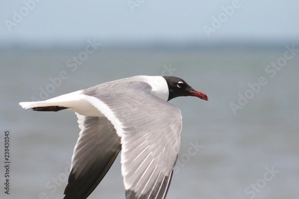 Obraz gull in flight