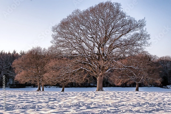 Obraz winter landscape