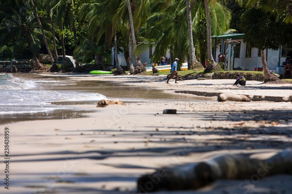 Obraz Palm Tree and Beach