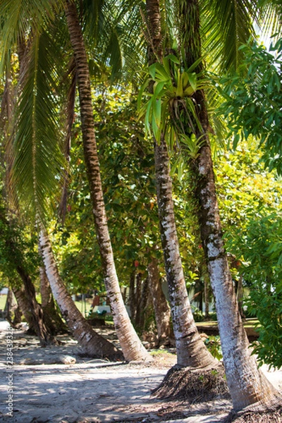 Fototapeta Palm Tree and Beach