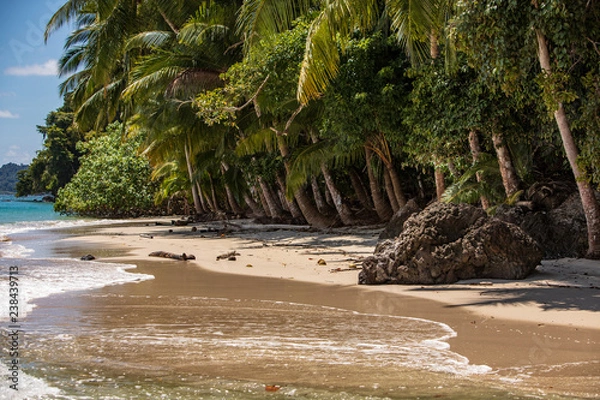 Fototapeta Palm Tree and Beach