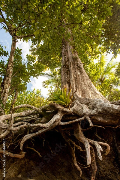 Fototapeta bromeliad in tree