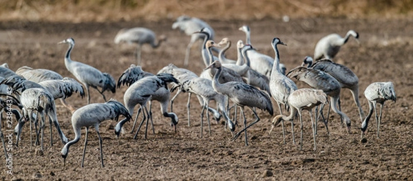 Obraz Żurawie w polu żerują. Żuraw pospolity, nazwa naukowa: Grus grus, Grus communis. Żurawie Stada na polu w mglisty wczesny poranek.