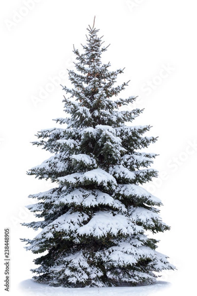 Obraz Choinka na śniegu