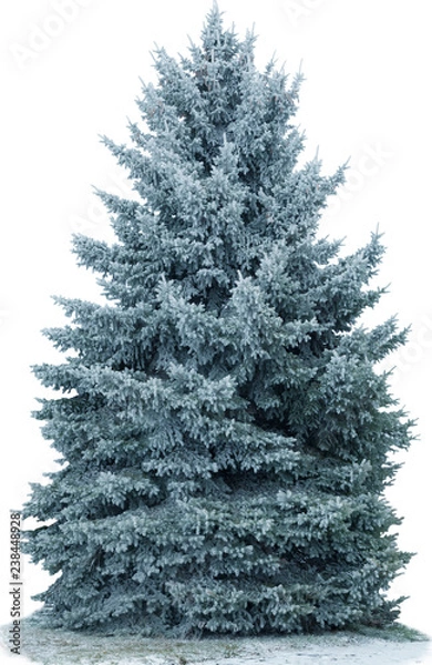 Obraz Christmas tree in snow