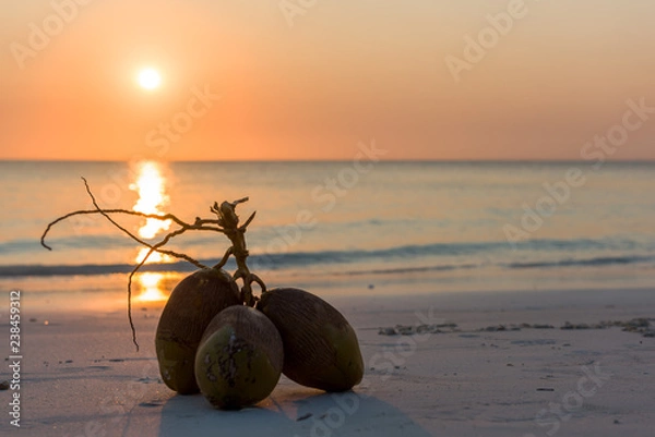 Obraz Coconuts on the Zanzibar beah during sunset