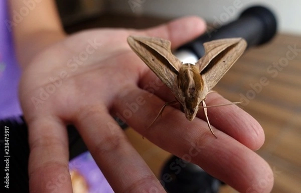 Obraz Giant Moth In A Small Hand