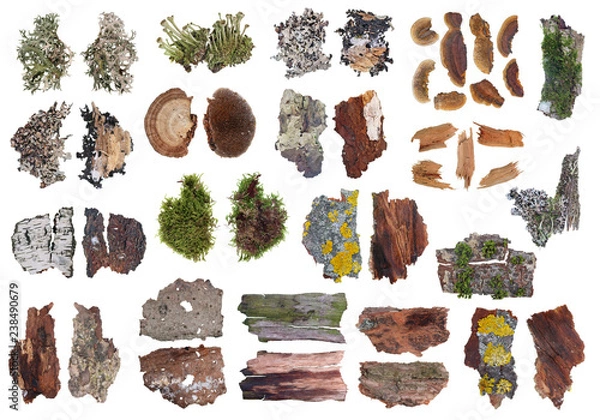 Obraz Fragmente of natural european forest  gray and yellow moss and  lichen  plants on tree bark isolated set