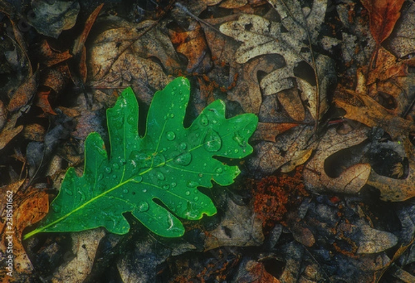 Fototapeta 469-79 Oak Leaf and Leaf Litter