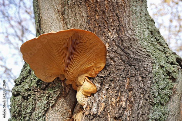 Fototapeta Large mushroom on the tree